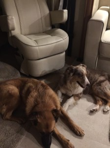 RV Dogs